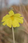 Yellow butterwort